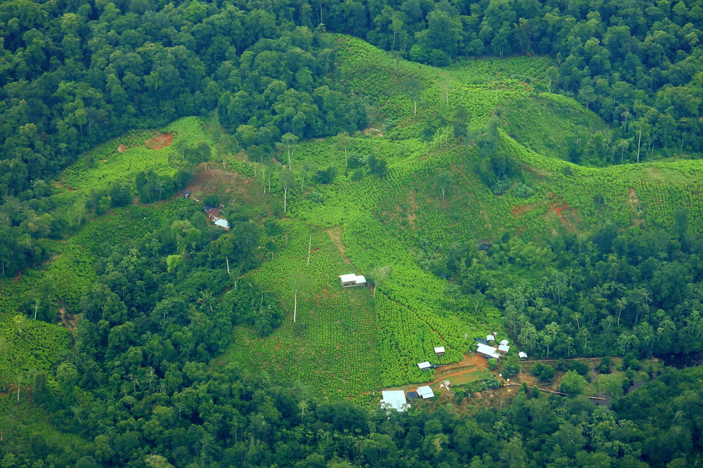 Cultivos de coca en Cauca, Colombia, imagen tomada desde un satélite.